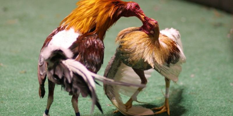 Luật đá gà tre